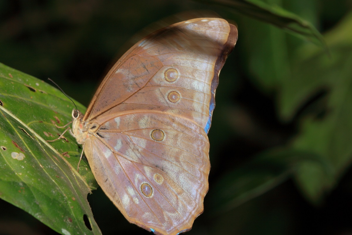 Costa Rica , quale Morpho ?